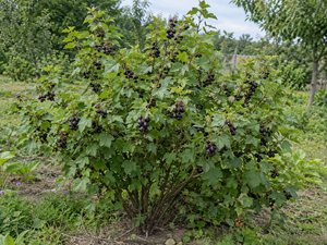 Йошта в саду, общий вид — саженцы йошты, садовый центр «Аллея»