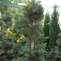 Пихта одноцветная Компакта купить