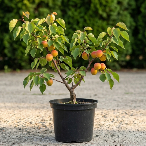 Абрикос Киото купить