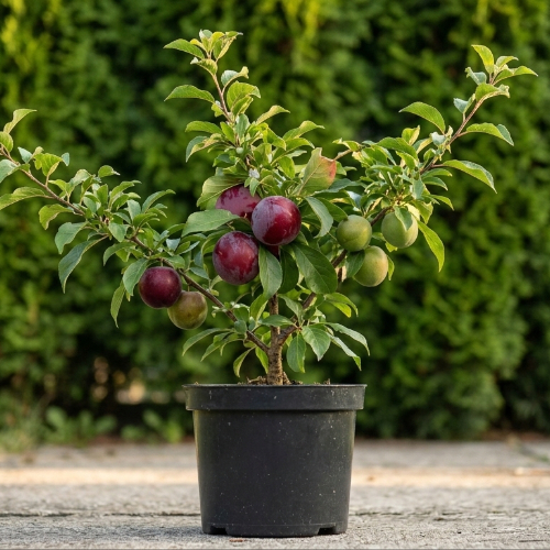 Абрикос Плумкот купить