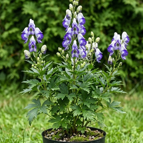 Аконит Каммарум Биколор купить