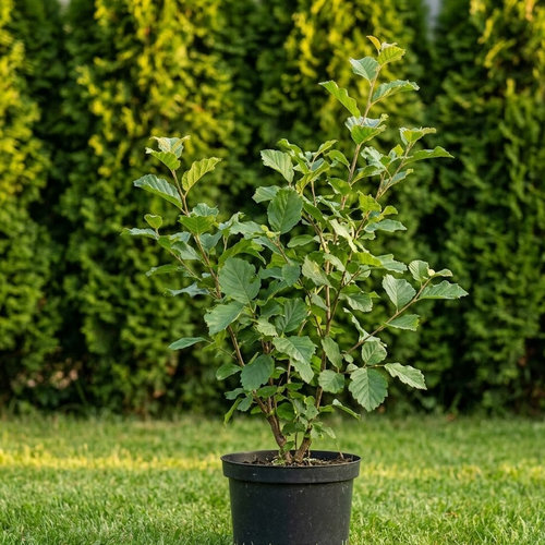 Ольха черная купить