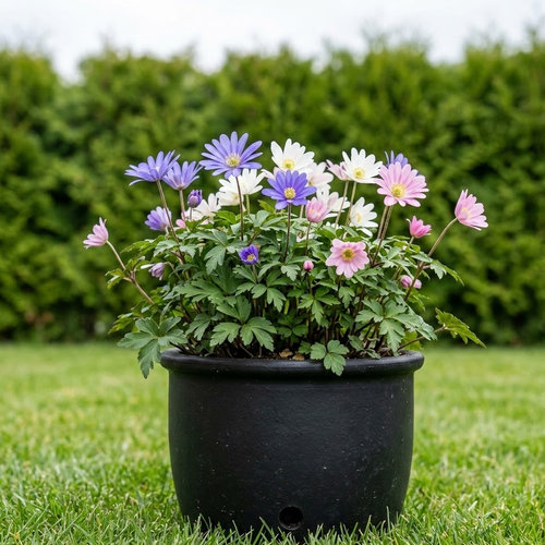 Ветреница нежная купить