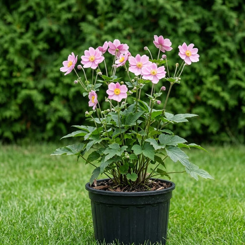 Ветреница гибридная Монт Роуз купить