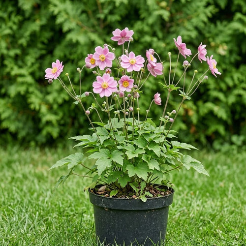 Ветреница гибридная Королева Шарлотта купить