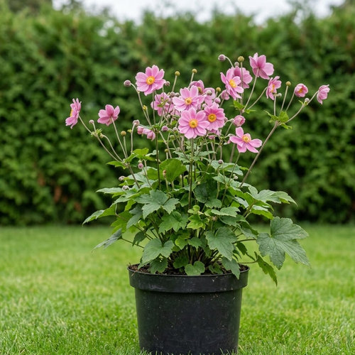 Ветреница гибридная Серенада купить