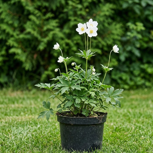 Ветреница лесная  купить