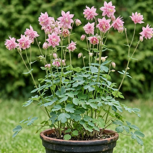 Аквилегия гибридная Барлоу Пинк купить