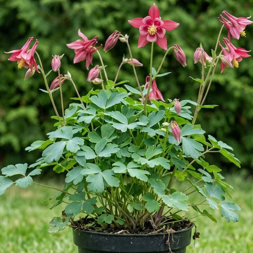 Аквилегия гибридная Хэйлодженсис Рот купить