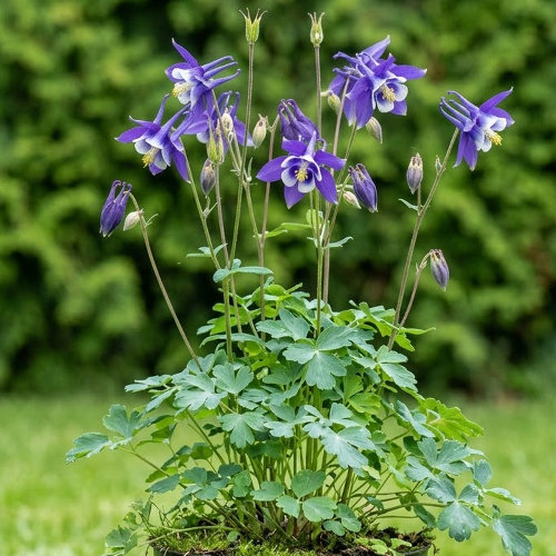 Аквилегия гибридная Джевел Блю купить