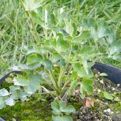 Аквилегия гибридная Нора Барлоу купить