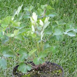 Аквилегия обыкновенная Руби Порт купить