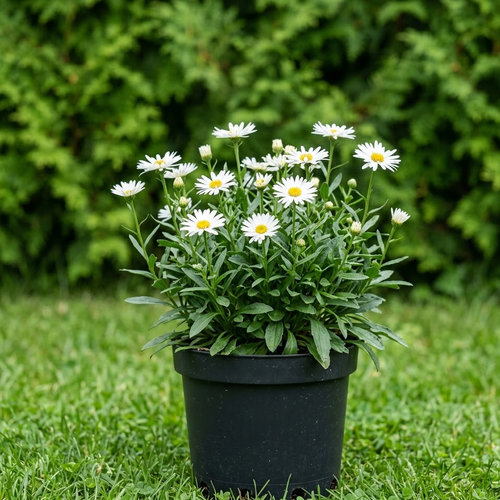 Астра альпийская Альбус купить