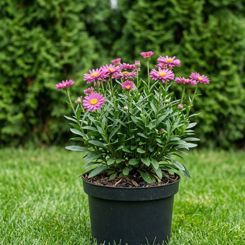 Астра альпийская Хеппи Энд купить