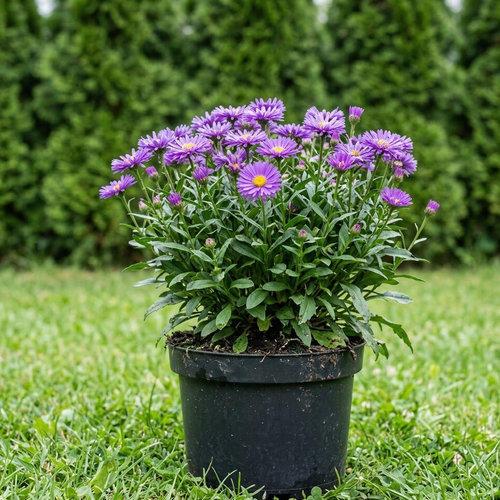 Астра альпийская сортовая купить