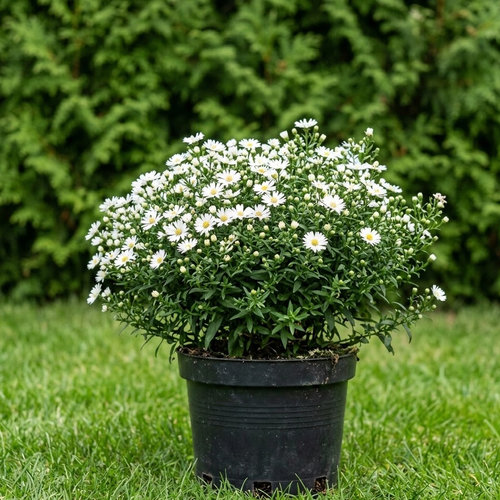 Астра кустообразная Шнеекиссен купить