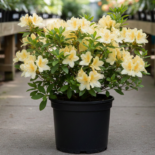 Азалия Аннеке купить