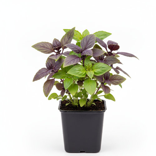 Базилик смесь купить