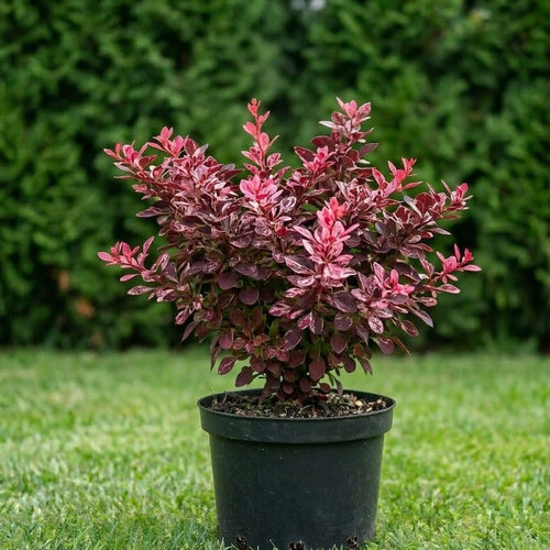 Барбарис Тунберга Роуз Глоу купить