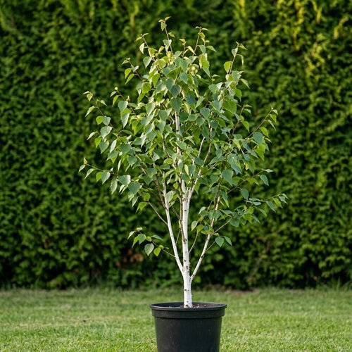 Береза полезная Жакмана купить