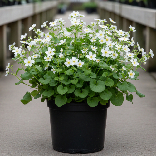 Бруннера крупнолистковая Бетти Боуринг купить