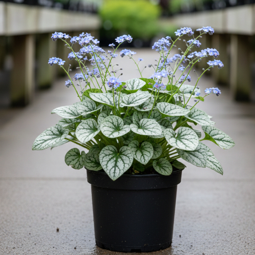 Бруннера крупнолистная Джек Фрост купить