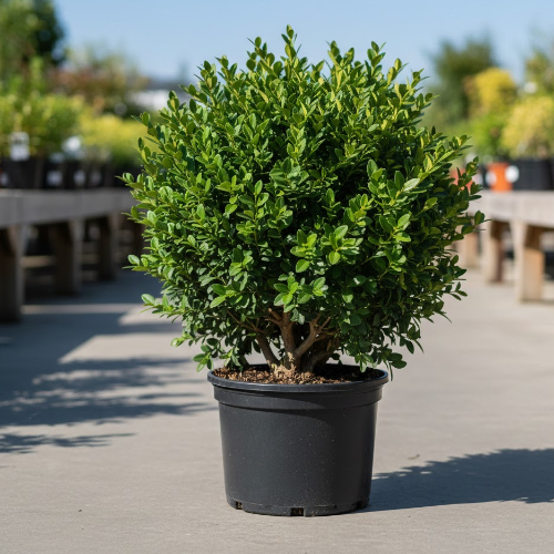 Самшит вечнозелёный (шаровидный) купить