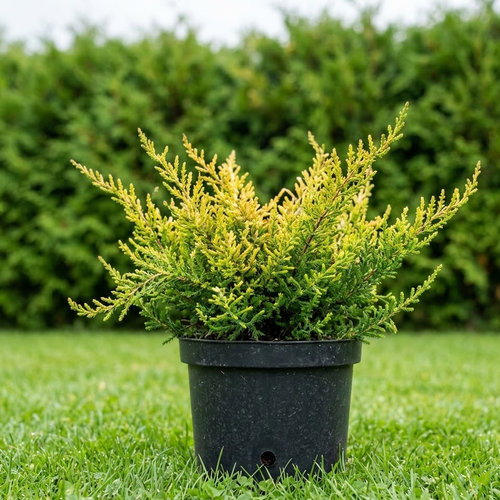 Вереск обыкновенный Голд Найт купить