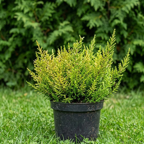 Вереск обыкновенный Санди купить