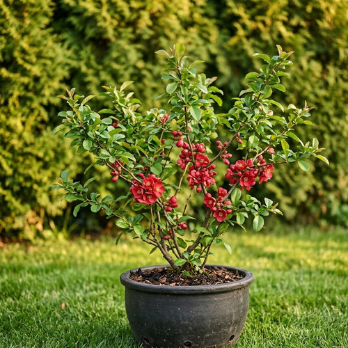 Айва великолепная Николайн купить