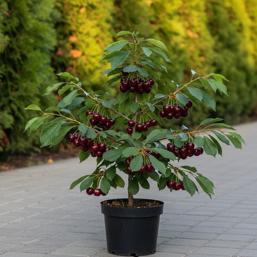 Черешня Мичуринка купить