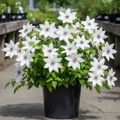 Клематис Бурма стар купить