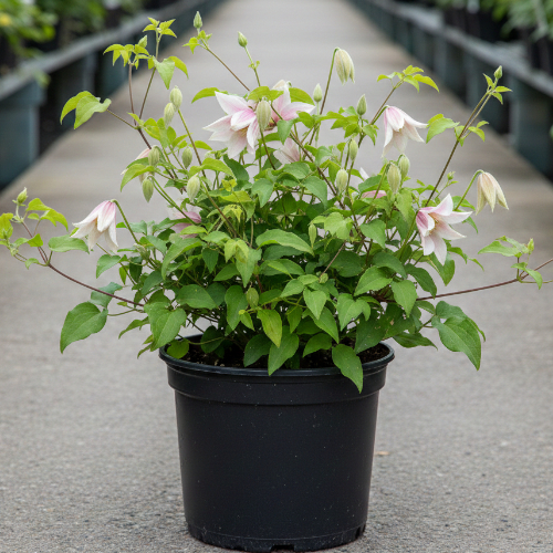 Клематис крупноцветковый раннецветущий Инносент Блаш купить