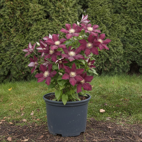 Клематис крупноцветковый раннецветущий купить