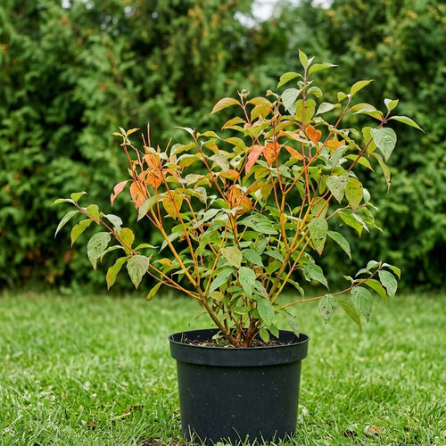 Дерен красный Меджик Флейм купить