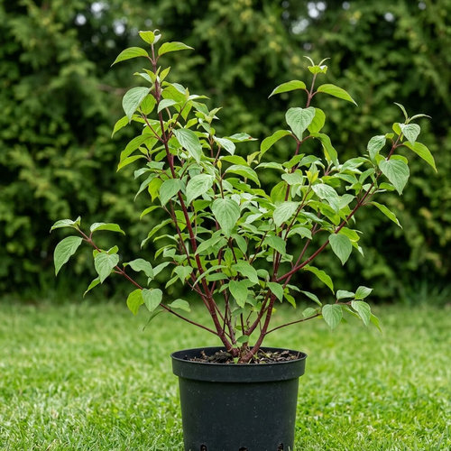 Дерен красный  купить