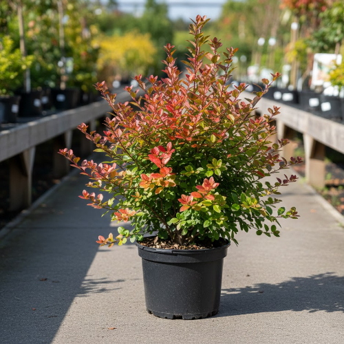 Кизильник блестящий  купить