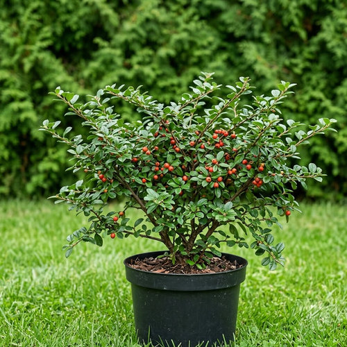 Кизильник гибридный Корал Бьюти купить