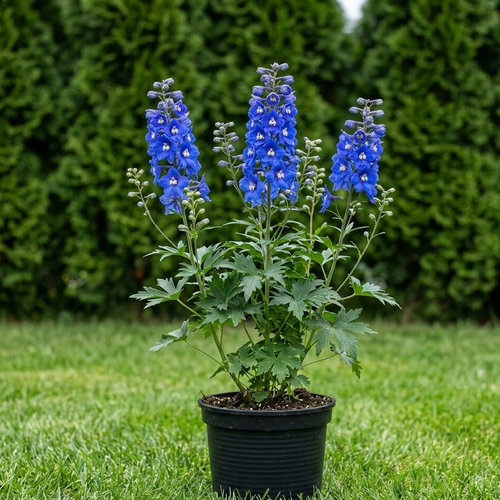 Дельфиниум Белладонна Пикколо купить
