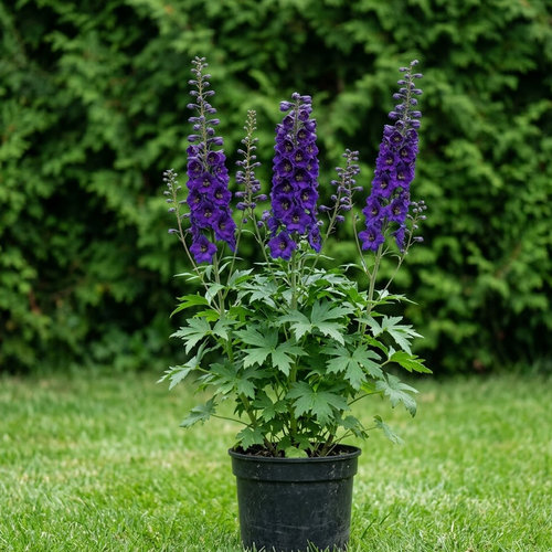 Дельфиниум культурный Черный Рыцарь купить