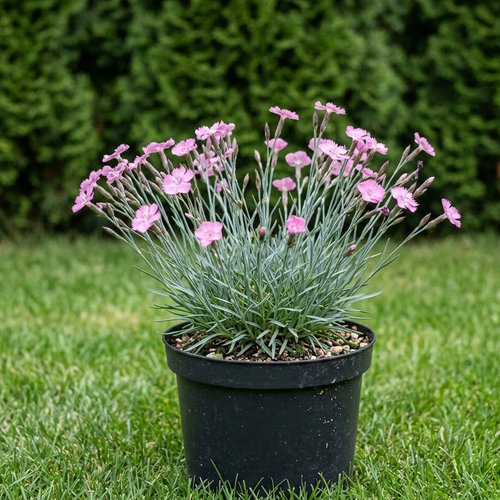 Гвоздика серовато-голубая Eydangeri купить