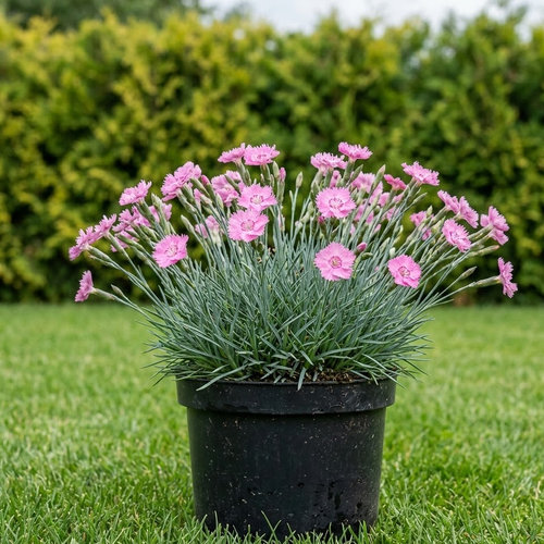 Гвоздика серовато-голубая Пинк Бланка купить