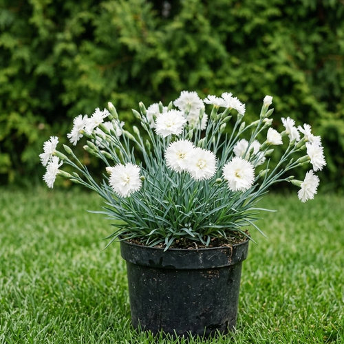 Гвоздика перистая Альбус Плену купить