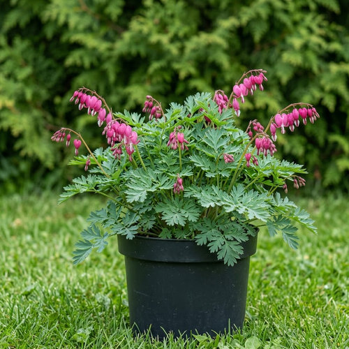 Дицентра исключительная Стюарт Бутмен купить