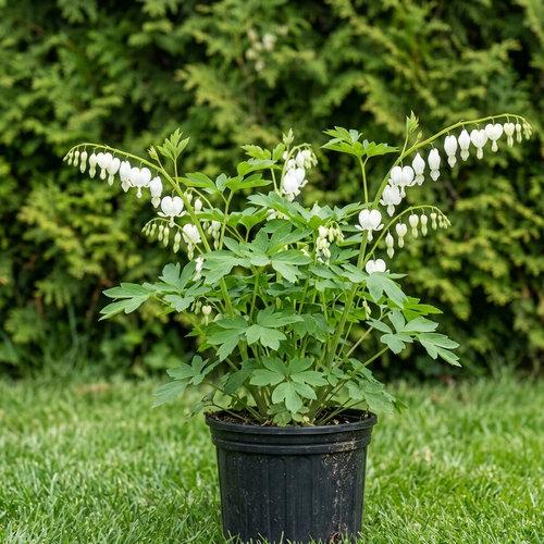 Дицентра великолепная Альба купить