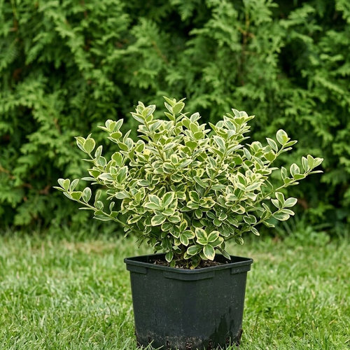 Бересклет Форчуна Канадале Голд купить