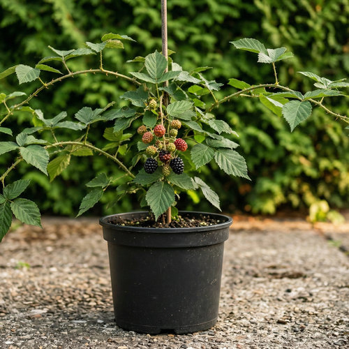 Ежевика Агавам купить