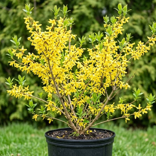 Форзиция средняя Линвуд купить