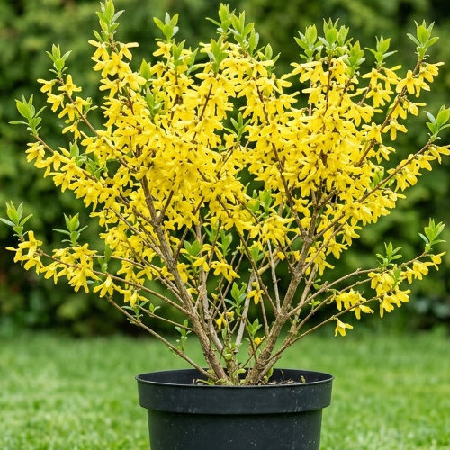 Форзиция средняя Миниголд купить