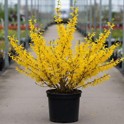 Форзиция средняя Уикэнд купить